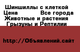 Шиншиллы с клеткой › Цена ­ 8 000 - Все города Животные и растения » Грызуны и Рептилии   